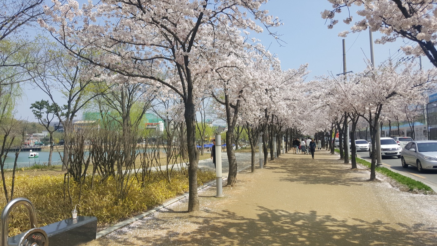 벚꽃이 핀 나무 아래 수성못 산책길, 왼쪽 호수와 오른쪽 도로