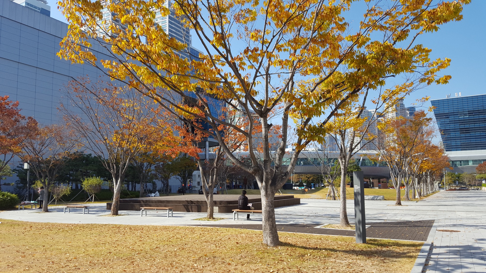 고층 건물 사이 넓은 광장에 노란 단풍나무와 벤치가 있다