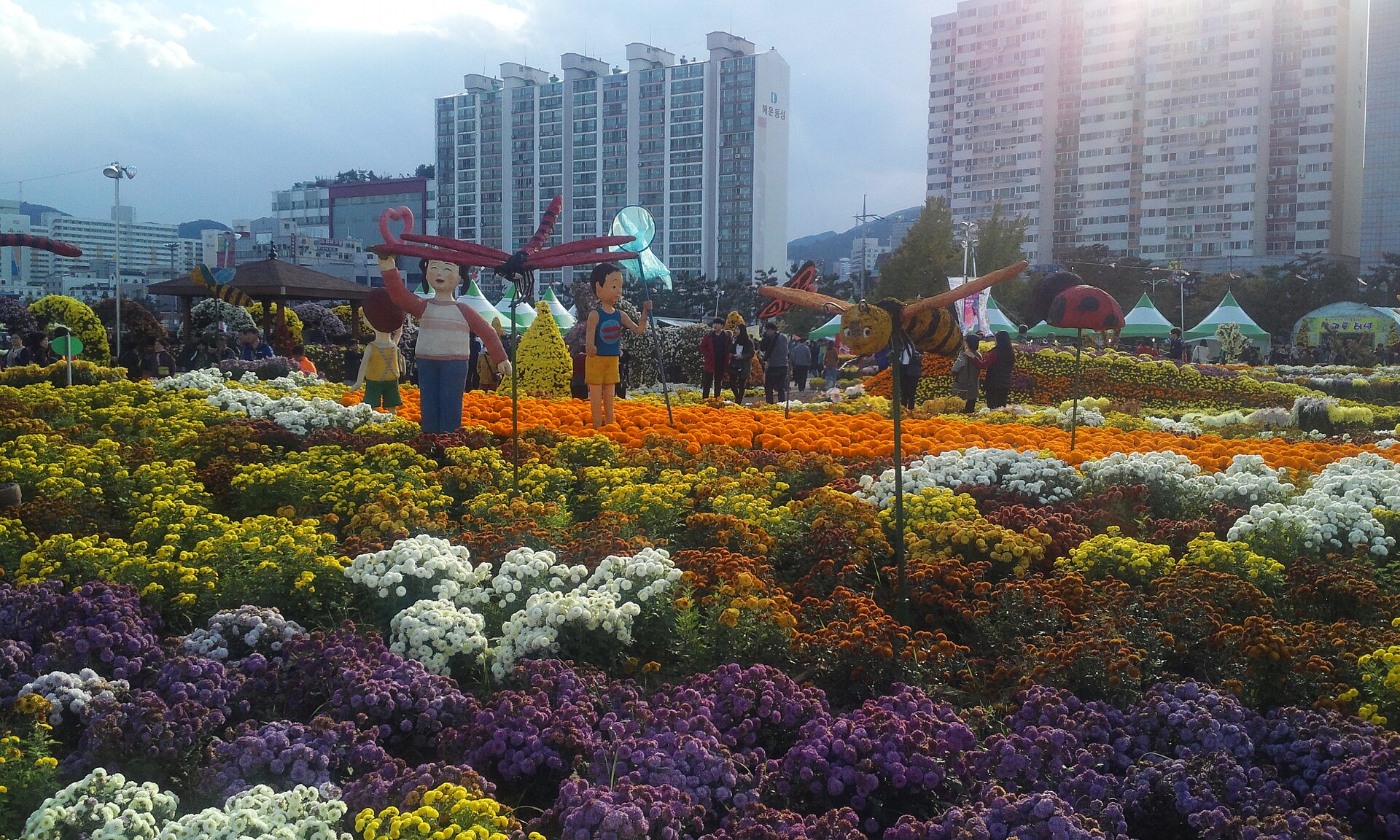 Layered beds of purple, yellow, orange and white chrysanthemums with apartment blocks beyond