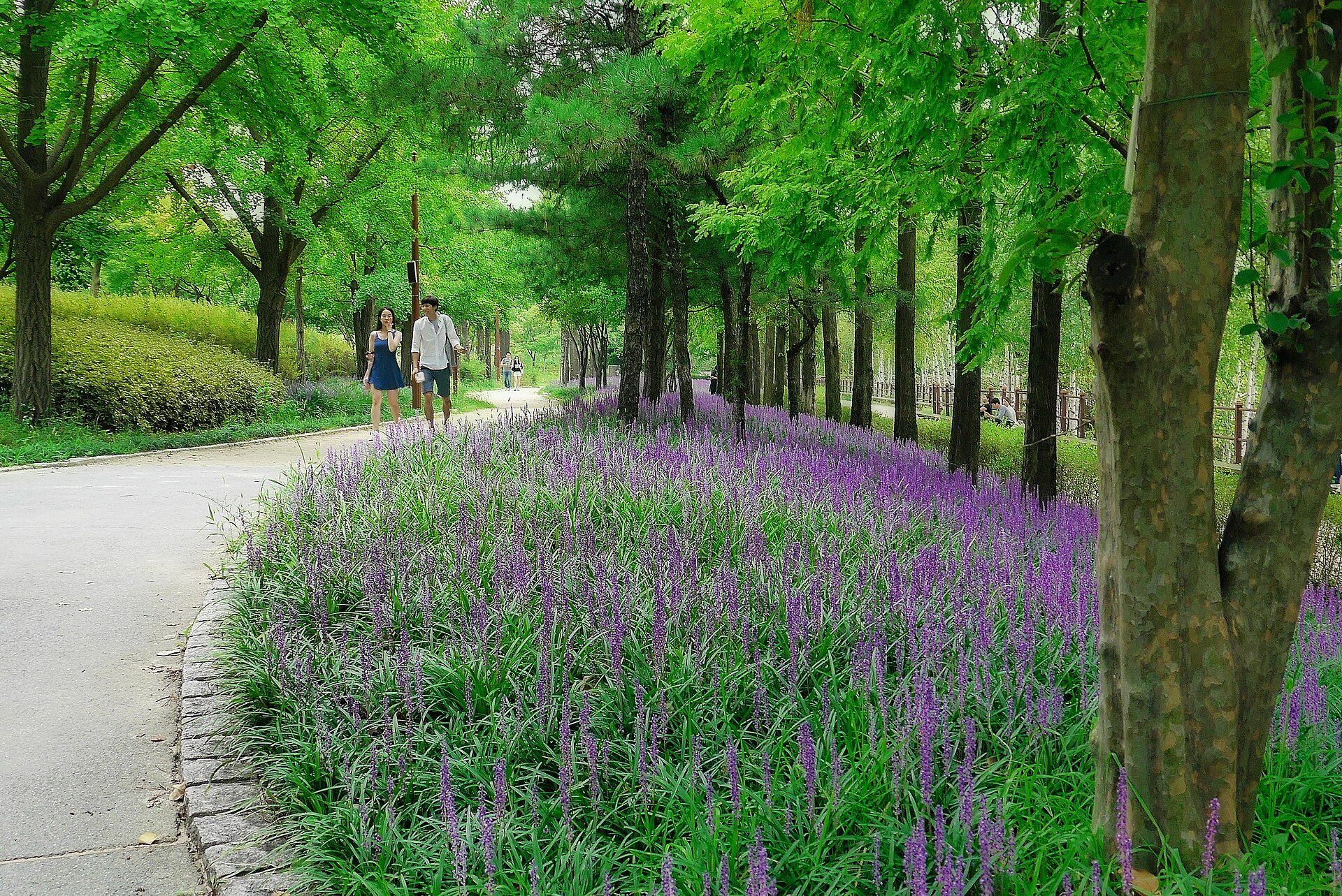 People walking a tree-lined park path beside a bed of purple lilyturf
