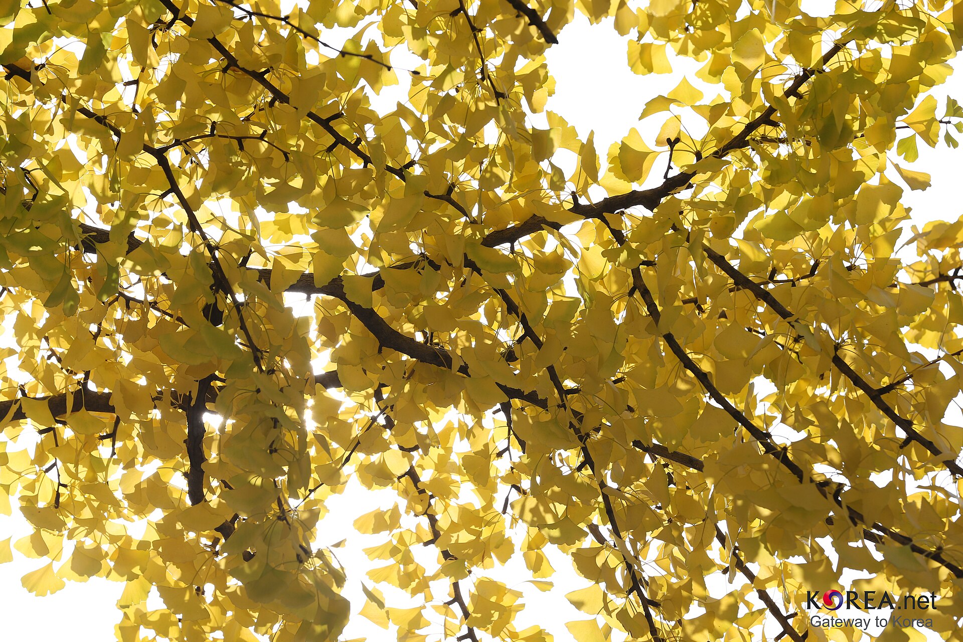 Backlit yellow ginkgo leaves