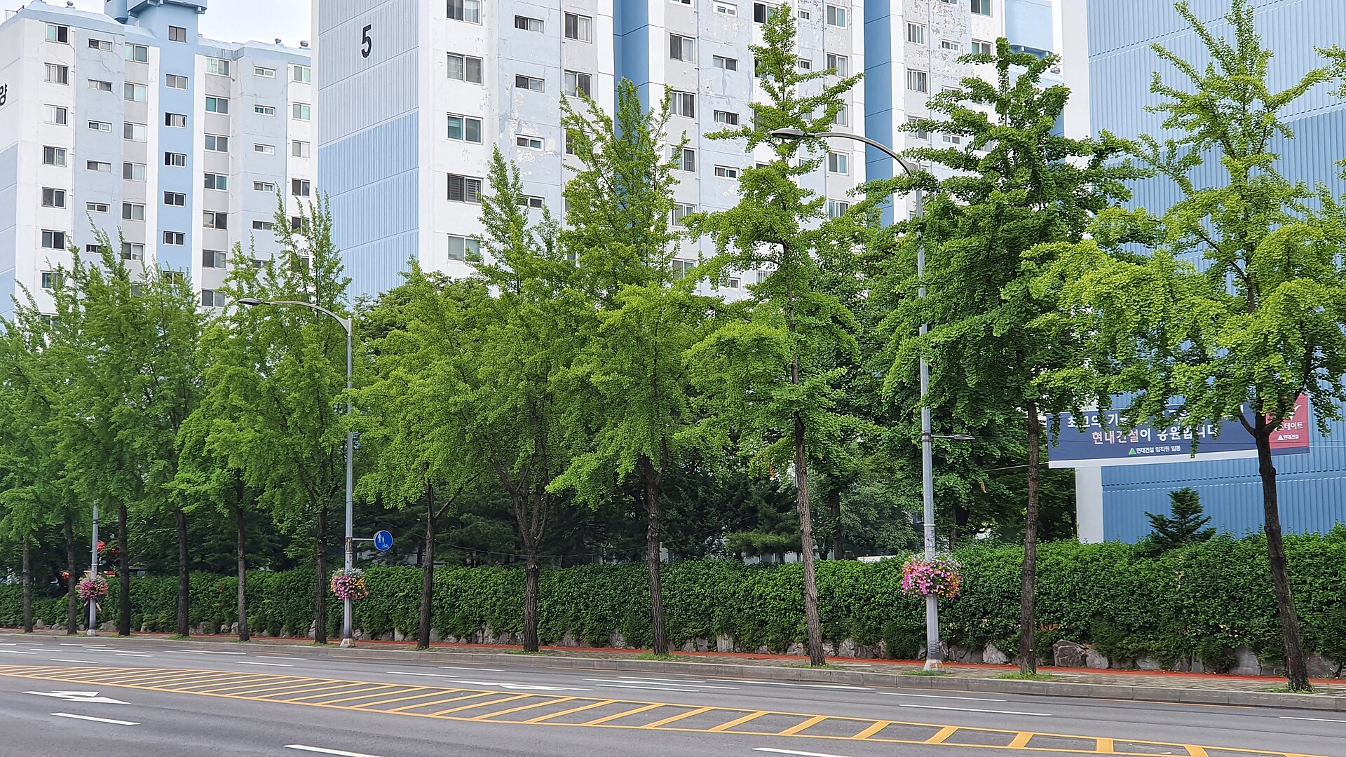 マンション団地沿いの道に並ぶイチョウの街路樹