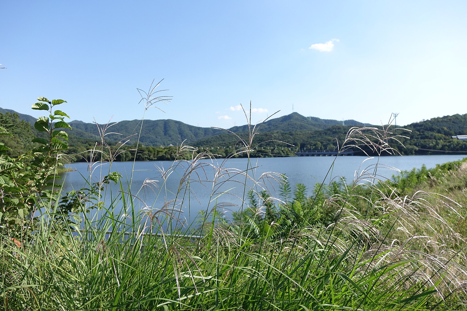 A waterside edged with silvergrass, with hills beyond